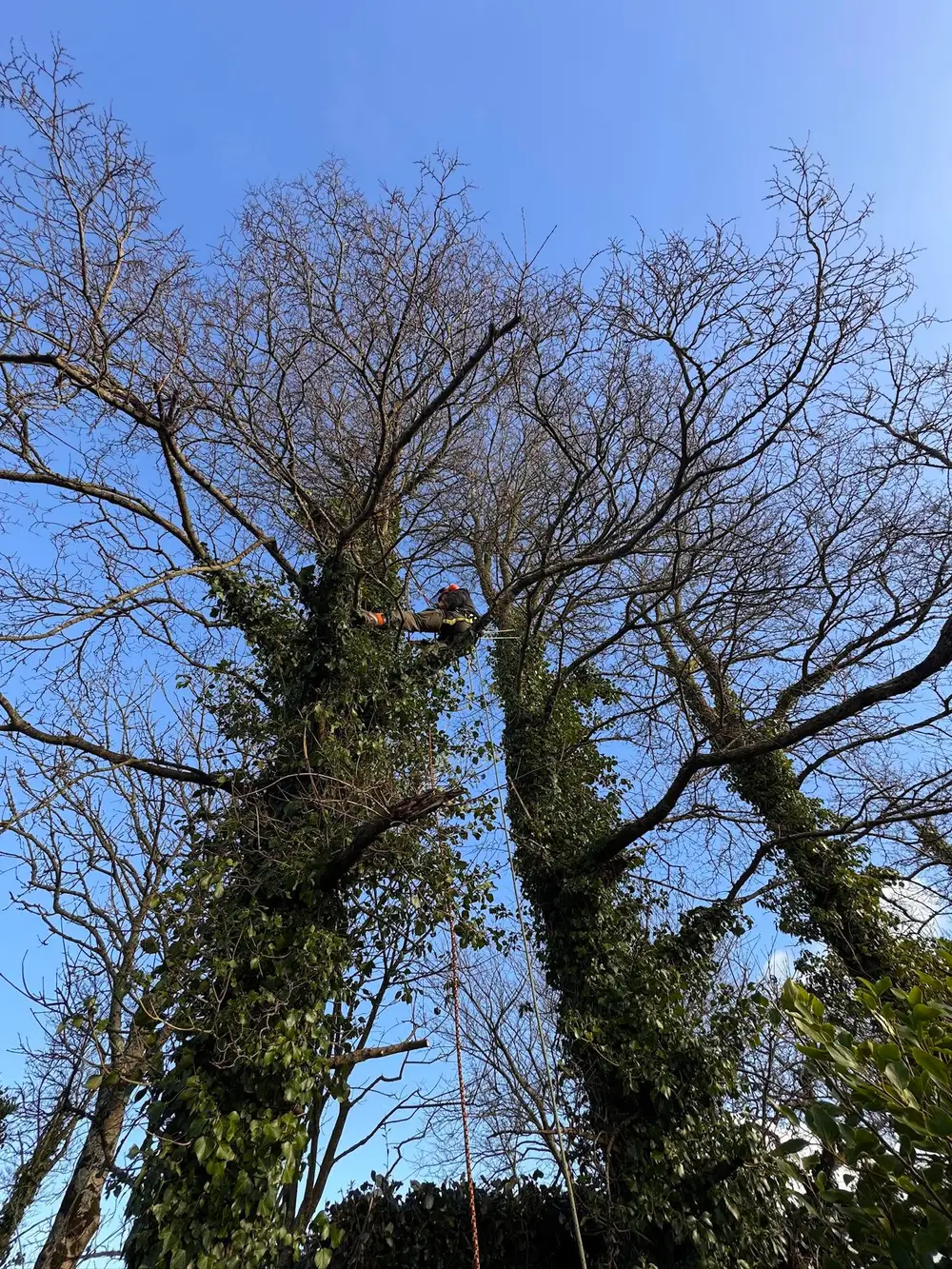 Tree surgeon working high in a tree using climbing equipment