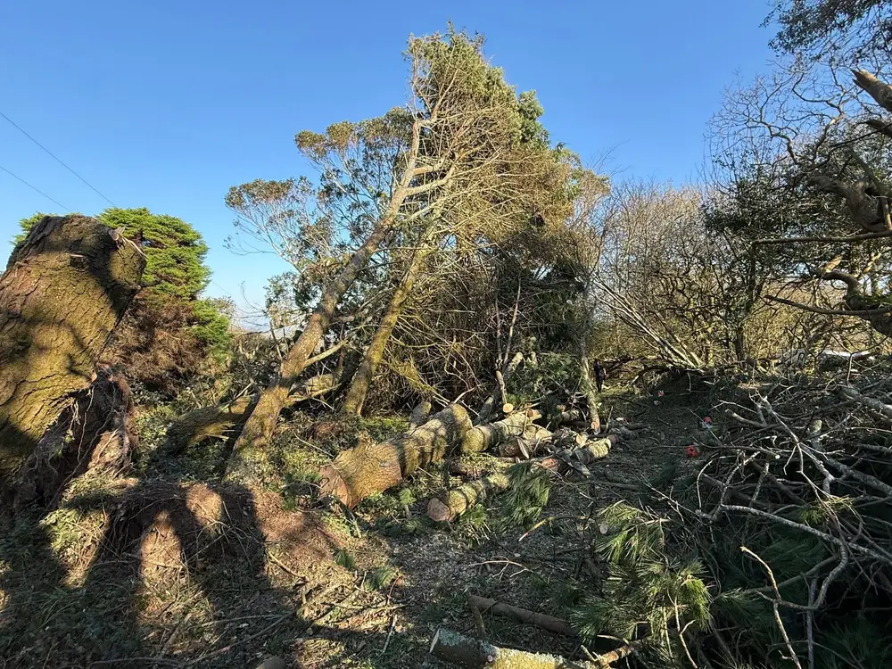 Freshly felled tree section with cut stump in the foreground