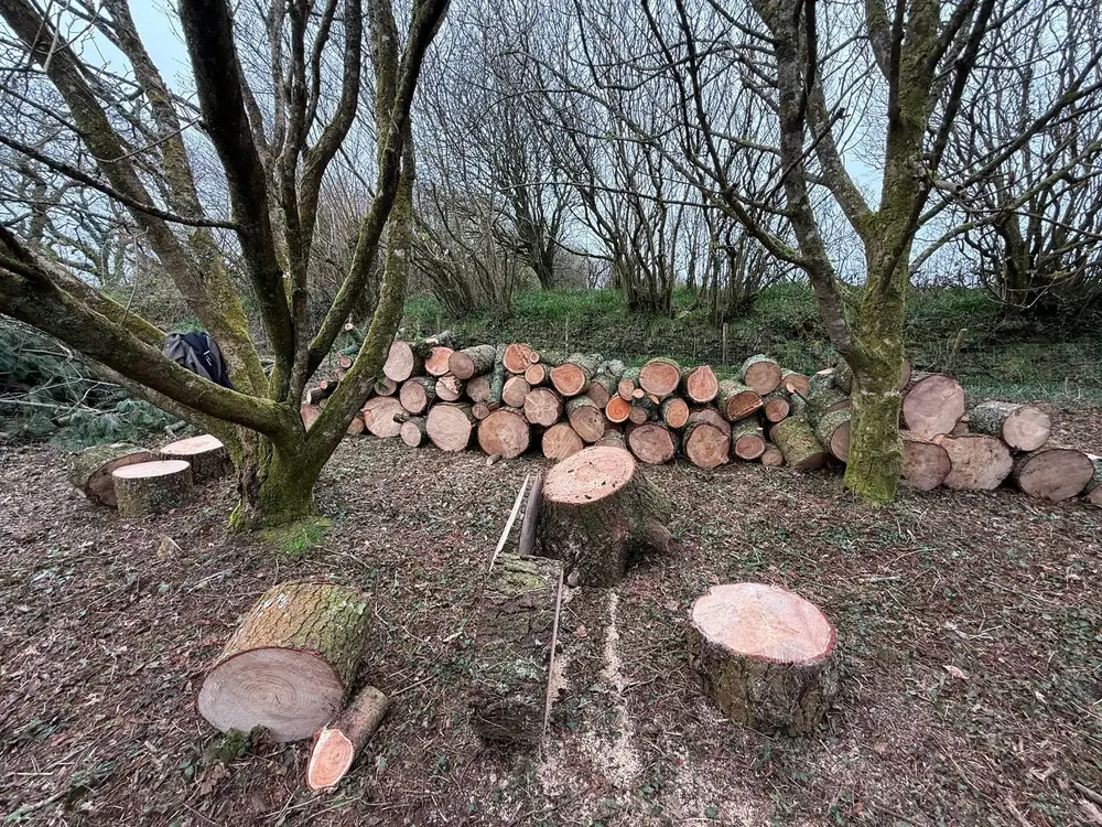 Neatly stacked felled logs ready for removal
